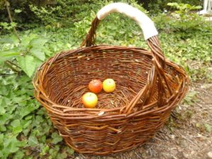 Basket weaving course: three apples in a large willow shopping basket with an oval-shaped bottom - Stage de vannerie : trois pommes dans un grand panier de courses en osier à fond plat ovale sur croisée