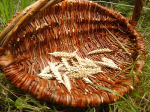 Upper view of a homemade basket made of willow, blog-twitted dogwood and elm - Vue de dessus d'un panier en vannerie fait maison à arceaux en osier, cornouiller sanguin et orme