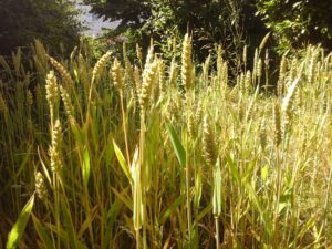 Homegrown winter wheat - Blé d'hiver en croissance pleine
