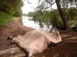 Wild boar hide being manually degreased, sitting on a fallen willow tree on the riverside - Peau de sanglier en cours de dégraissage manuel, sur un tronc de saule tombé en bord de fleuve