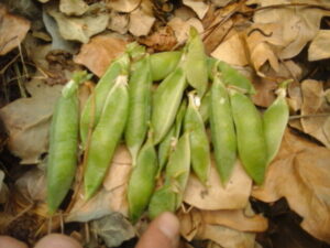 Some peas from the garden